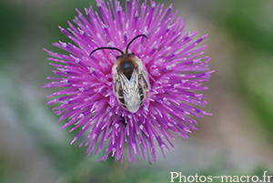 Amelliga albigena